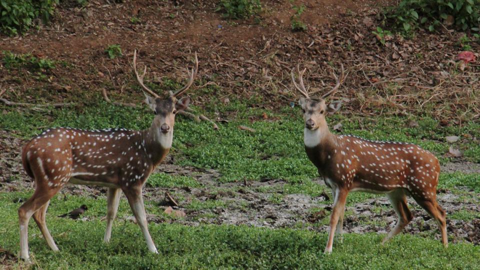 Spotted deer at the Sanjay Gandhi National Park